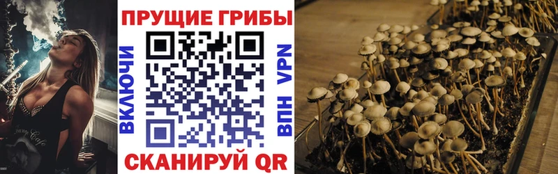 Псилоцибиновые грибы Cubensis  omg tor  Красноярск 